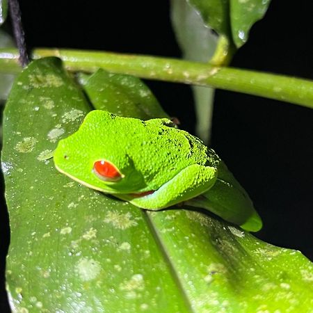 Appartamento The Frog House La Fortuna Esterno foto