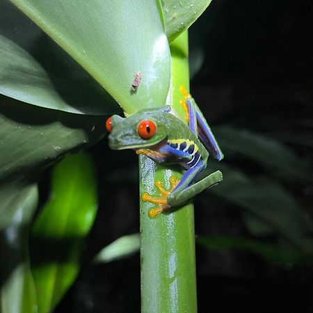 Appartamento The Frog House La Fortuna Esterno foto
