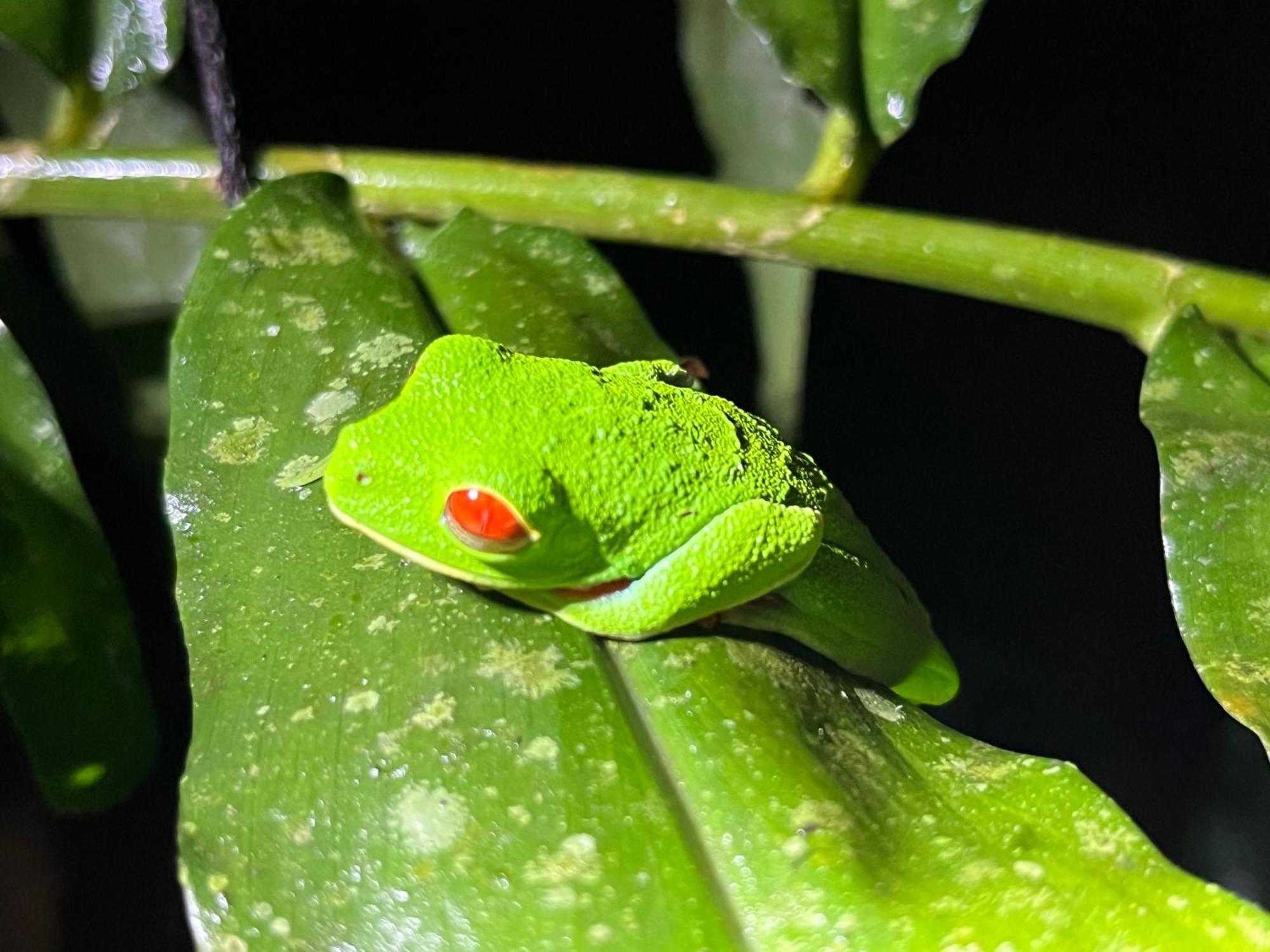 Appartamento The Frog House La Fortuna Esterno foto