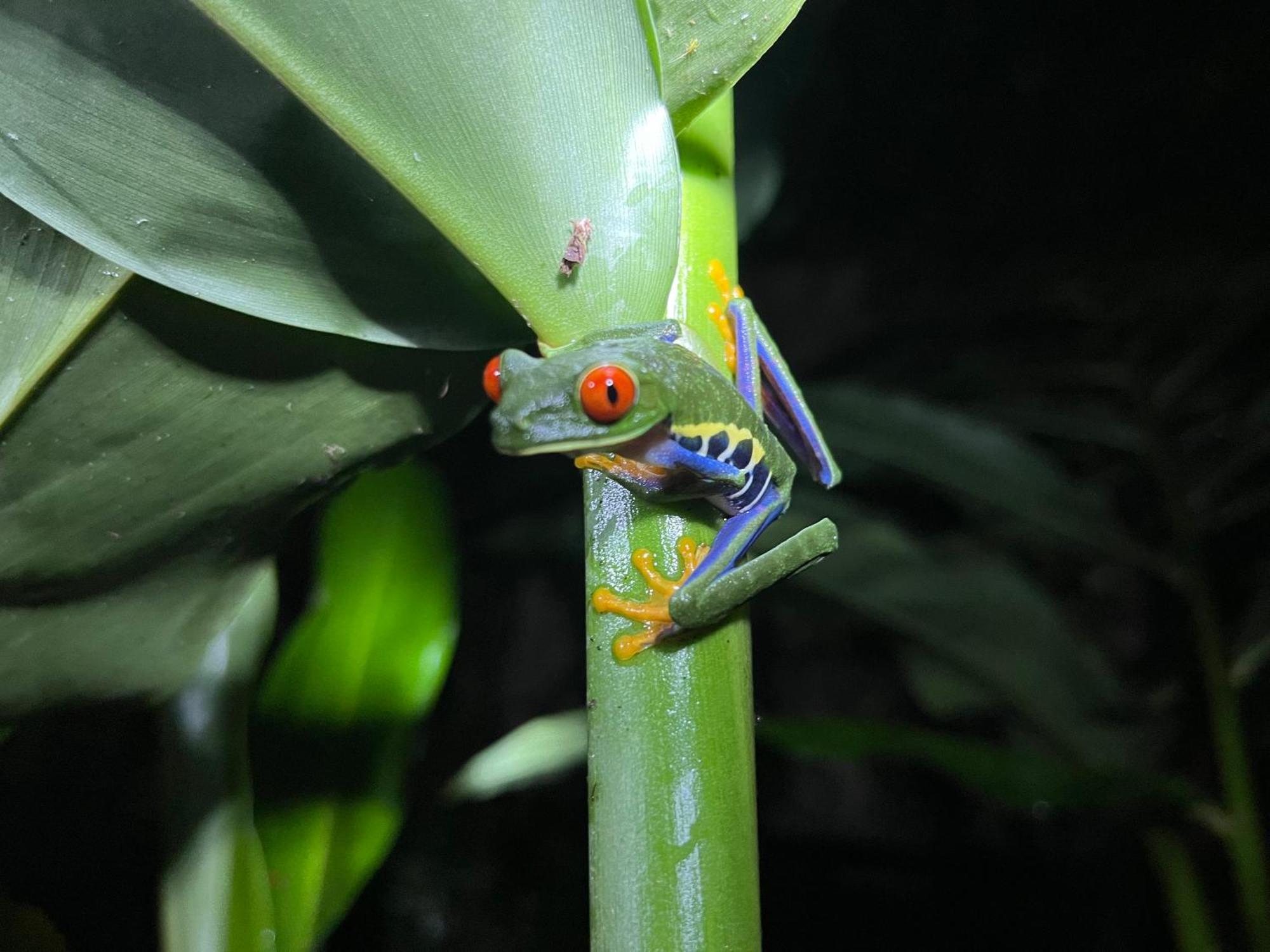 Appartamento The Frog House La Fortuna Esterno foto