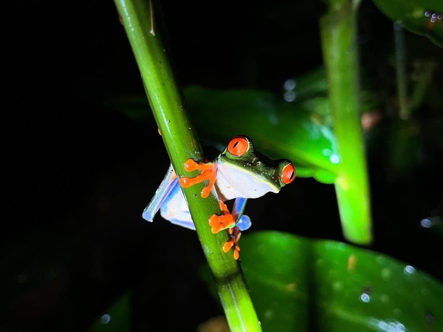 Appartamento The Frog House La Fortuna Esterno foto